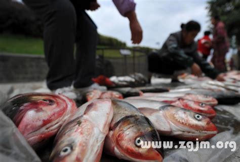 夢見很多大魚